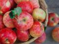 Украина вдвое увеличила экспорт яблок в Индию