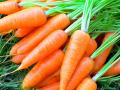 Что нужно знать про морковь