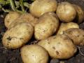 Везут откуда только можно: почему Украину завалили импортной картошкой