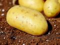 Помилки при посадці картоплі, які залишать вас без урожаю