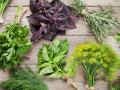 ТОП-10 пряных трав для твоего здоровья