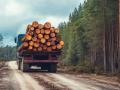 Виконання договорів купівлі-продажу деревини на УЕБ: триває позитивна динаміка