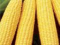 Экспорт кукурузы в Россию убыточен для Украины