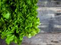 Семена салата: как вырастить зелень на балконе или в горшке