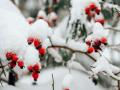 В Украину идут снегопады и морозы до -15: синоптики назвали дату