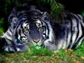 Черный Тигр поможет только избранным: что надо знать про животное-талисман 2022 года