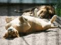 Хищники Запорожского зоопарка оказались на грани голода из-за коронавируса