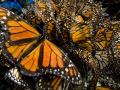 Науковці сподіваються на відродження популяції метеликів-монархів