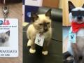 В Бразилии бездомный котенок получил работу в офисе адвокатов 