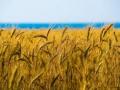 ООН прогнозирует неурожай в Украине