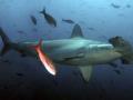 Молот, гоблин и носорог: к берегам Британии направляются новые виды акул