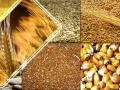 Украина экспортировала 37 миллионов тонн зерновых