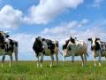 Ветеринар в Англии поет оперные арии коровам