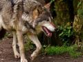 В Винницкой области стая волков держит в страхе несколько сел 