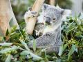 Трагедия национального масштаба: в Австралии сгорели заживо 350 коал
