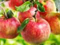 Почему яблоки нужно есть хоть каждый день