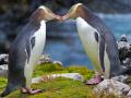 Великолепный пингвин получил титул птицы года в Новой Зеландии