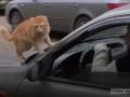 В Харькове таксист взял в напарники кота