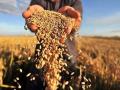  В Украине собрали 35,4 миллиона тонн зерновых культур - Минагро