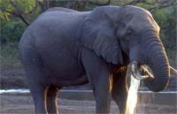 В киевский зоопарк привезли слона из России