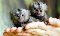 15 диких обезьян чуть не разбежались по «Борисполю»