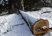 Азаров решил вырубить 350 га закарпатского леса