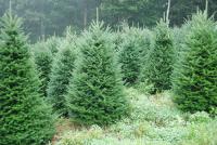 Цены на новогодние елки поднимутся до 300 грн