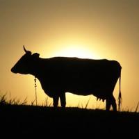 Отечественный рынок говядины является достаточно перспективным – аналитики