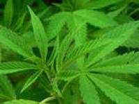 В Калифорнии разрешили промышленное производство марихуаны