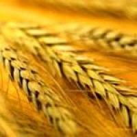 Урожай пшеницы в Украине снизится на 15%