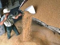 Цены на пшеницу в Украине рванули вверх