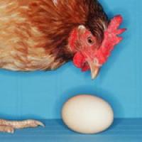 Британские ученые решили дилемму курицы и яйца