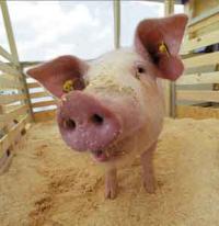 Украина запретила поставки свиного мяса из России