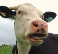 Украина будет закупать коров в Канаде