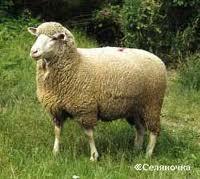 Ветеринарная служба разрешила ввоз овец из Венгрии