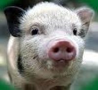 Госкомветмедицины запретил ввоз свиней из Сербии