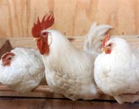 Украина может начать экспорт мяса птицы в ЕС 