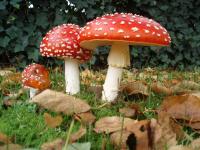 В Крыму вводят налоги на грибы, ягоды и прогулки в лесу