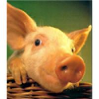 Украина откажется от импорта свинины