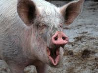 Из Запорожской области запретят вывозить свинину