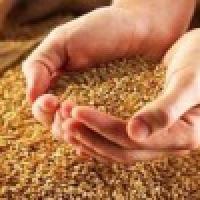 Из-за Украины снижаются мировые запасы пшеницы