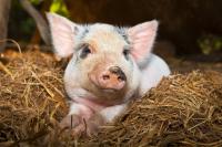 Веревский поможет американцам выращивать свиней в Украине