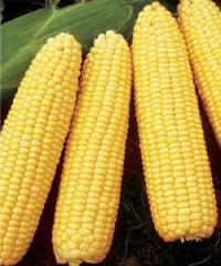 Экспорт кукурузы в Россию убыточен для Украины