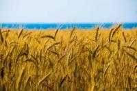 ООН прогнозирует неурожай в Украине