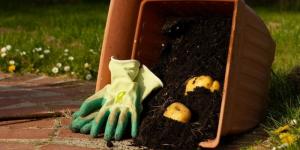 "Ледачий" спосіб висаджування картоплі граблями без оранки: як отримати високий урожай без перекопування землі