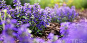 Які рослини витісняють бур’яни: 5 найкращих варіантів для клумби