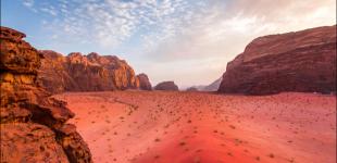 В пустыне Иордании появились сотни тысяч цветов