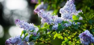 В Україні утримається суха погода, вночі до 11°, вдень до 25°