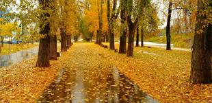 Украину начинают затягивать дожди: прогноз погоды на 12 октября