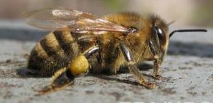 Массовая гибель пчел случилась уже во второй области Украины 
